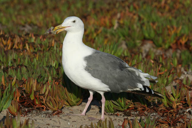 Western Gull